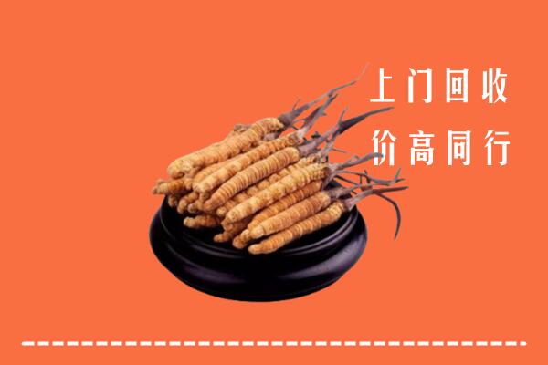 安定区回收散虫草